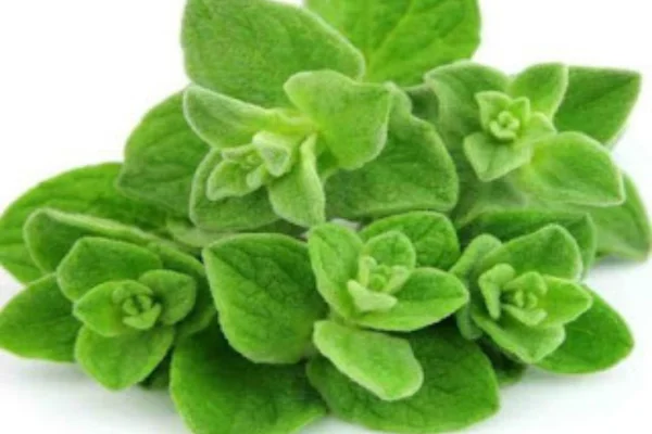 অরিগানো পাতার উপকারিতা, Benefits of Oregano Leaves, অরিগানো; ওরেগানো; oregano; অরিগানো কি; অরিগানো পাতার উপকারিতা; অরিগানোর উপকারিতা; অরিগানো গাছ,