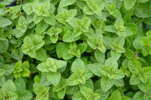 অরিগানো পাতার উপকারিতা, Benefits of Oregano Leaves, অরিগানো; ওরেগানো; oregano; অরিগানো কি; অরিগানো পাতার উপকারিতা; অরিগানোর উপকারিতা; অরিগানো গাছ,