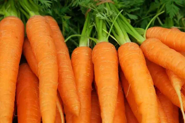 Benefits of eating carrots. গাজর খাওয়ার উপকারিতা, চোখের স্বাস্থ্য, ত্বকের স্বাস্থ্য, রোগপ্রতিরোধ ক্ষমতা, হজম শক্তি, হৃদরোগের ঝুঁকি, ওজন নিয়ন্ত্রণ, ক্যান্সার প্রতিরোধ, মানসিক স্বাস্থ্য